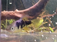 6 Spotted Skiffa rare livebearer 2 male, 4 female Collection from Nottingham