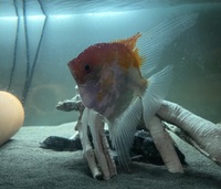 Angel fish and silver dollars