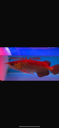 Premium Violet Fusion Super Red Arowana sensible offers