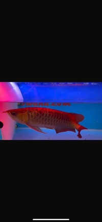 Premium Violet Fusion Super Red Arowana sensible offers