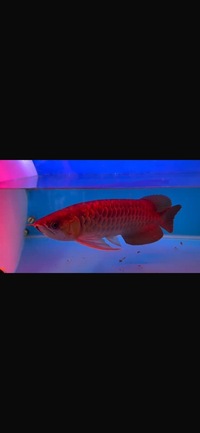 Premium Violet Fusion Super Red Arowana sensible offers