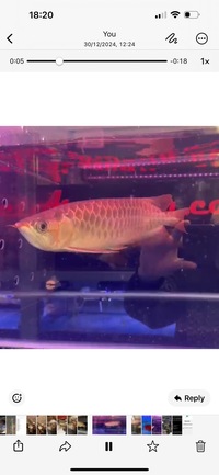 Premium Metallic Super Red Arowana sensible offers