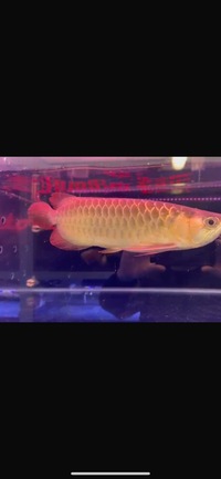 Premium Metallic Super Red Arowana sensible offers