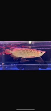 Premium Metallic Super Red Arowana sensible offers