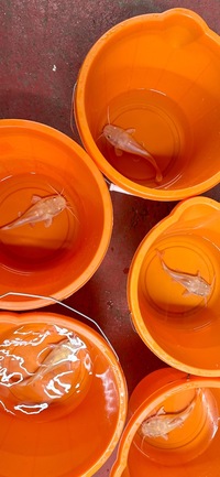 Golden Platinum Red Tail Catfish
