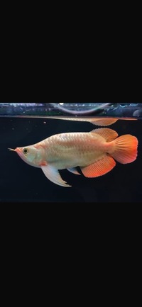 Short Body King Show Quality Rare Super Red Planet Arowana
