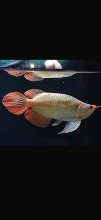 Short Body King Show Quality Rare Super Red Planet Arowana