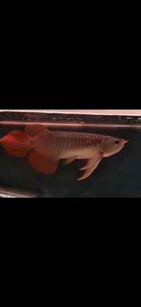 Exclusive Show Quality Rare Super Red Planet Arowana