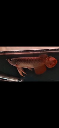 Exclusive Show Quality Rare Super Red Planet Arowana