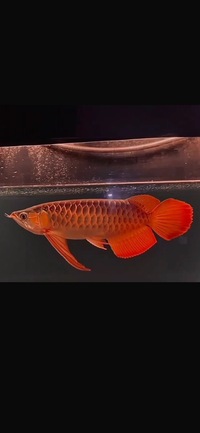 In stock available -Exclusive Show Quality Rare Super Red Planet Arowana