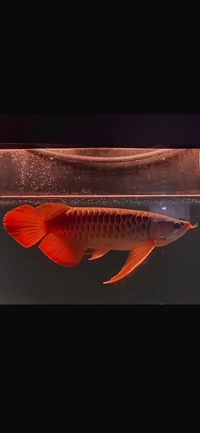In stock available -Exclusive Show Quality Rare Super Red Planet Arowana