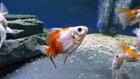 Group of 20 Fancy Goldfish