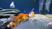 Group of 20 Fancy Goldfish