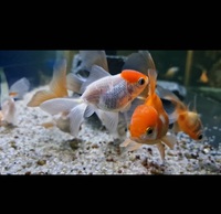 Group of 20 Fancy Goldfish