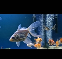 Group of 20 Fancy Goldfish