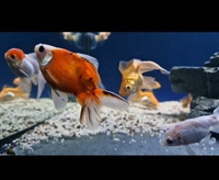 Group of 20 Fancy Goldfish