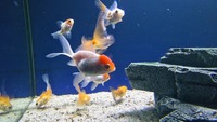 Group of 20 Fancy Goldfish