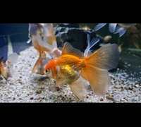 Group of 20 Fancy Goldfish