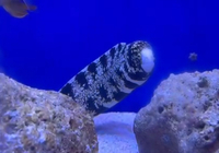 Snow flake Moray Eel