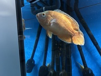 Full body colour chilli red oscar FREE