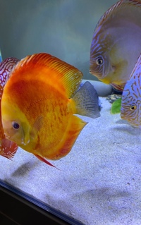 Various discus : Chens