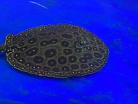 Pearl Het female Stingray around 9” for Sale