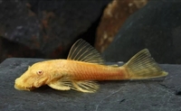 Albino juvenile plecos