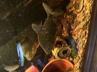 2 x Pacu’s