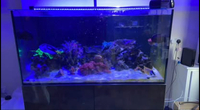 Evolution Aqua Pro Reef 1200. £300 ONO