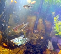 Young Opaline Gouramis FREE