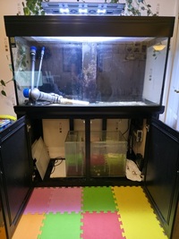 AquaOne400 full tropical setup 15 years of fishkeeping bundle £300