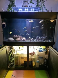 AquaOne400 full tropical setup 15 years of fishkeeping bundle £300