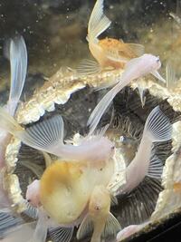 Snow white longfin plecos