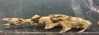 Goonch Yarelli Catfish