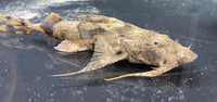 Goonch Yarelli Catfish