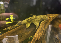 Goonch Yarelli Catfish