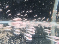 Snow White Short-fin Bristlenoses