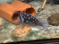 Frontosa nightstar and more..