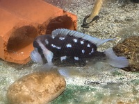 Frontosa nightstar and more..