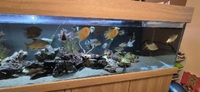 Shutting down tank ND Aquatics 8ftx2x2 Fish for sale,Tank with stand and all equipment.