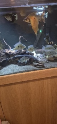 Shutting down tank ND Aquatics 8ftx2x2 Fish for sale,Tank with stand and all equipment.