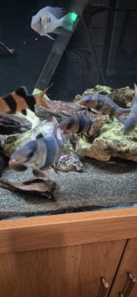 Shutting down tank ND Aquatics 8ftx2x2 Fish for sale,Tank with stand and all equipment.