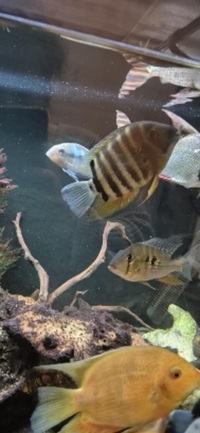 Shutting down tank ND Aquatics 8ftx2x2 Fish for sale,Tank with stand and all equipment.