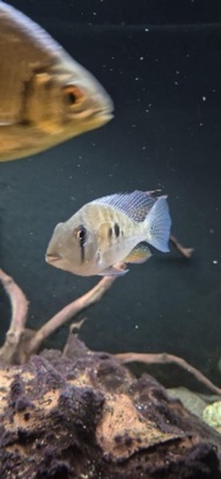 Shutting down tank ND Aquatics 8ftx2x2 Fish for sale,Tank with stand and all equipment.