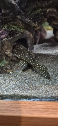 Shutting down tank ND Aquatics 8ftx2x2 Fish for sale,Tank with stand and all equipment.