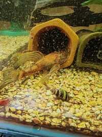 Long-fin Calico adult Male Bristlenose