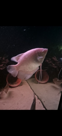 Albino Giant Gourami