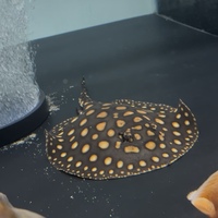 Stingray