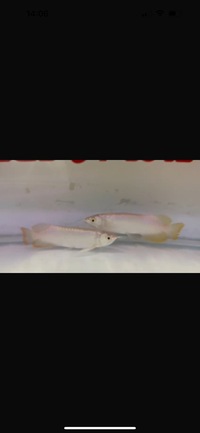 Pair of Banjar Red Arowana