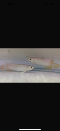 Pair of Banjar Red Arowana
